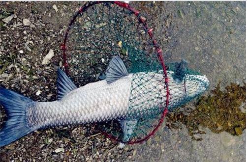 鱼塘钓青鱼用什么饵料和小药最好,以前是网相养过的青鱼