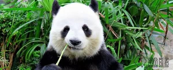大熊猫为什么是黑白色的,而且整体图案那么特别