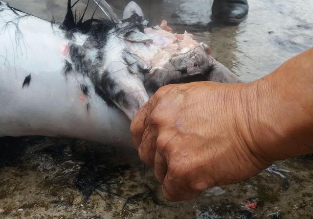 屠羊流程屠羊tooyoung