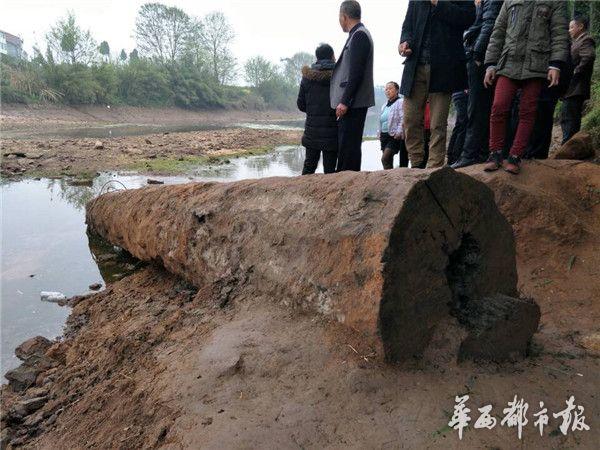 四川安岳县发现疑似乌木 长约8米