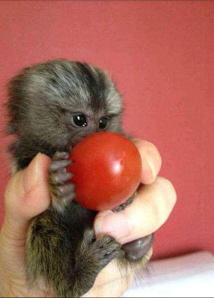 价格公道,品种纯正,手续齐全,全国可以空运送猴,宠物猴,迷你猴,袖珍猴