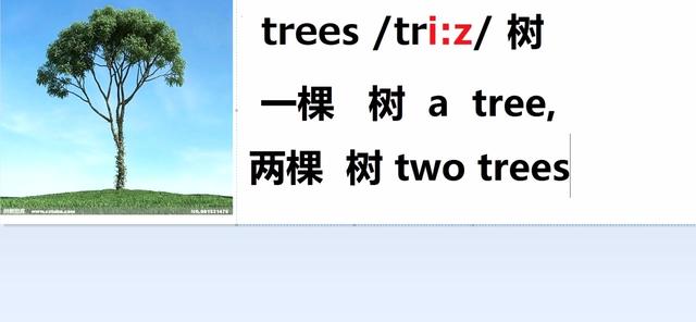 植树用英语怎么写(植树怎么翻译)