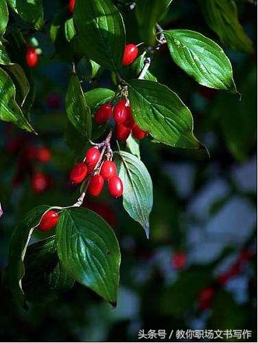 萸是什么意思萸在字典中是什么意思