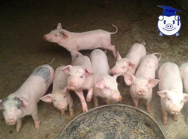 如何让仔猪学会吃食？作为养殖户真的需要好好看看！