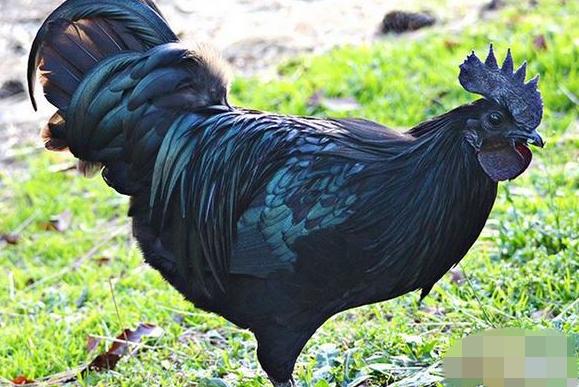 黑鸡多少钱(四川黑鸡苗)