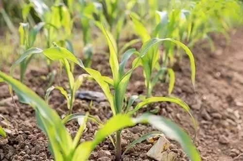 吉林省有转基因玉米种植吗