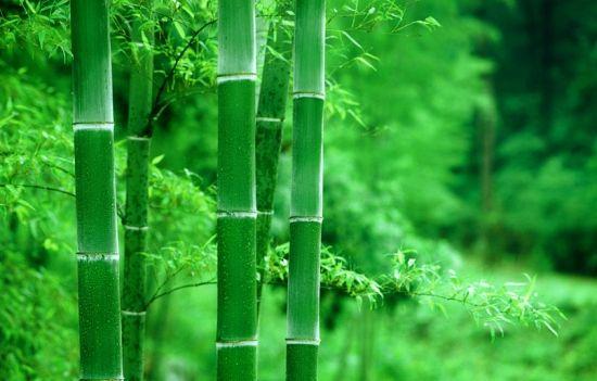 梦见竹子:梦见竹子枝繁叶茂,梦见竹竿,代表你积极向上,步步高升