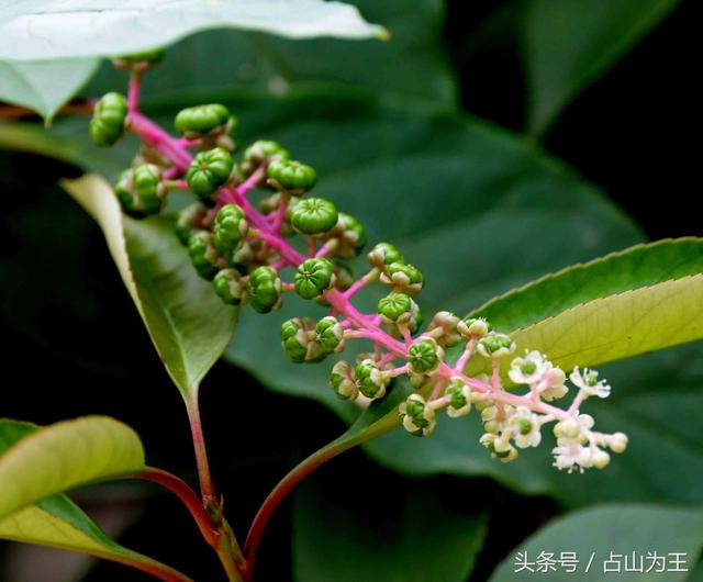 商陆花怎么用(商陆花软件使用教程)
