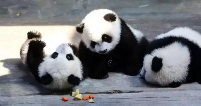 重磅丨长隆熊猫三胞胎跟着李云迪全球巡演了......