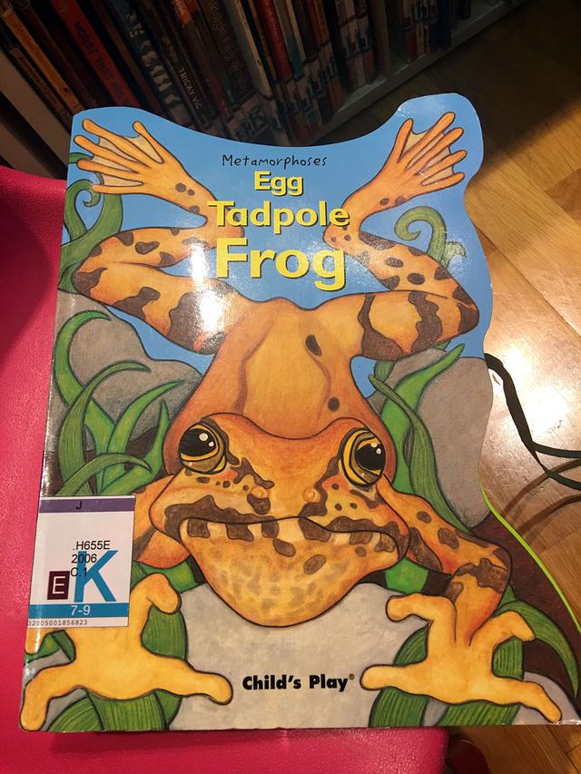 蝌蚪用英语怎么读(乌龟用英语怎么读)