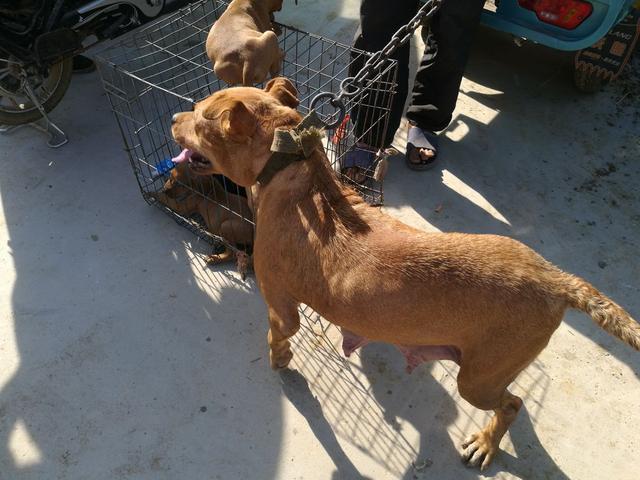 斗狗多少钱斗狗多少钱一只小的