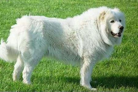 高加索牧羊犬白色图片