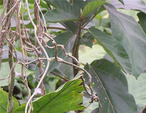 舒筋树治什么病最好