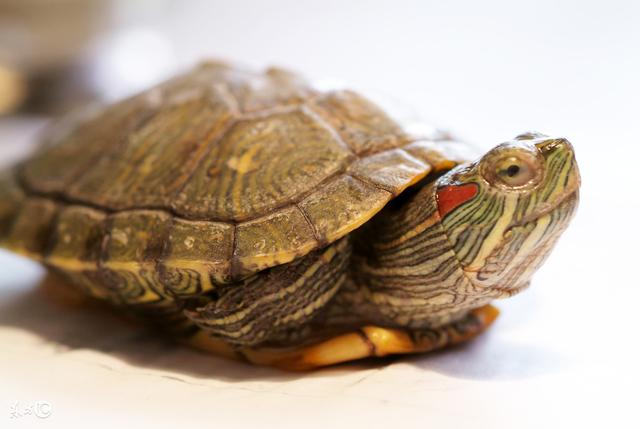 巴西龟冬眠是不是真的在睡觉,还是其他的什么