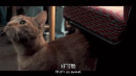 豆瓣8.1分治愈系电影,一只看到就会让人上瘾的猫!