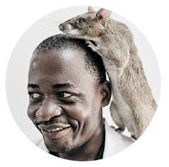 港媒:非洲巨鼠受训可“嗅出”肺痨