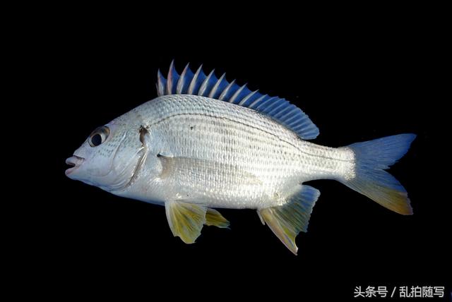 黄脚腊鱼的生活习性 爱游钓鱼网