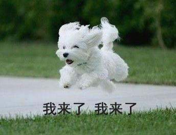 西高地白梗好养吗 西高地白梗怎么样 院勾问答