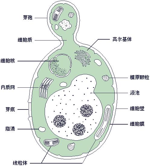 具有无性繁殖和有性繁殖两种繁殖方式,大多数酵母以无性繁殖为主