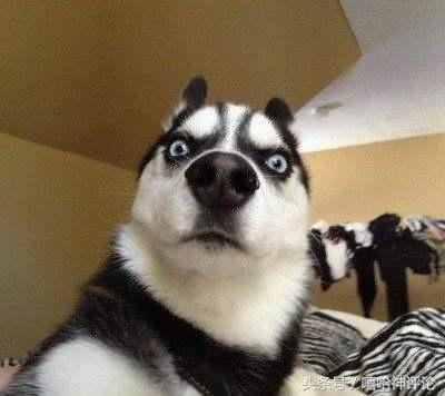 哈巴什么意思(四川话哈巴儿什么意思)