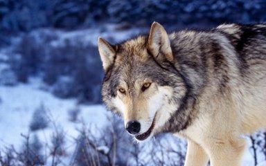 在野外携带什么武器(冷兵器)可以有效对付野狼