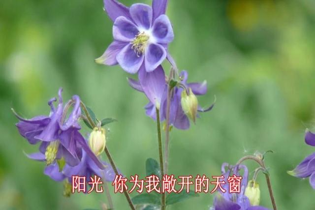 三寸日光什么意思三寸日光解释