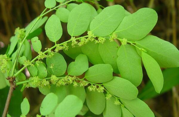茶叶珠草 白花珠草的功效与作用 茶百科