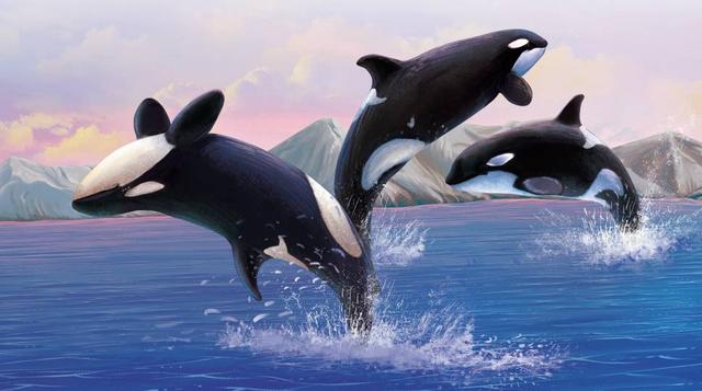 虎鲸的背鳍怎么进化来的