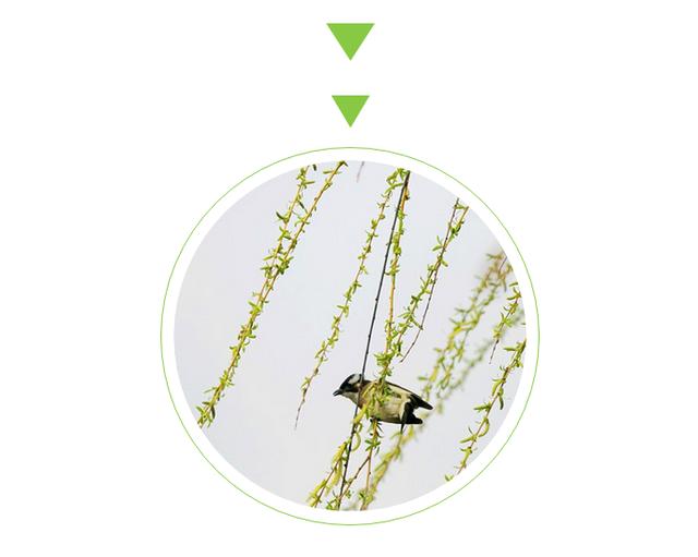 春风什么意思春风是什么意义