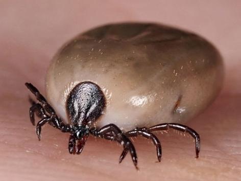 蝉虫狗图片狗耳朵上长满蜱虫图片狗身上寄生虫图片蜱虫