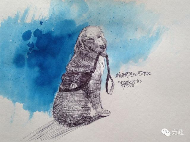插画|触动心底的宠物插画——Addy的宠物世界（11）