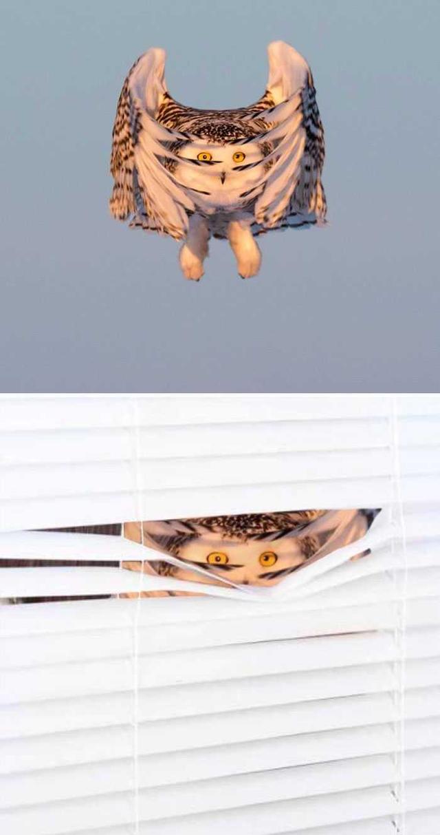 PS大神们的脑洞作品，太有才了！