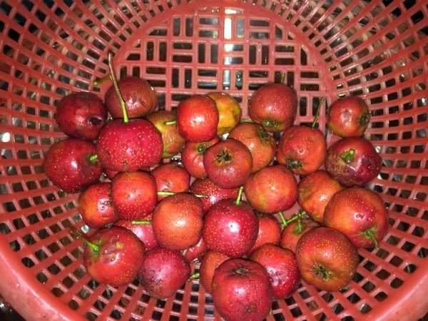 红果多少钱(新鲜山楂多少钱一斤)