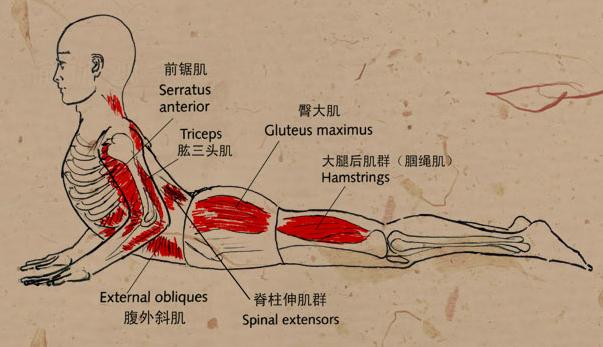 瑜伽教练培训之眼镜蛇式相关肌肉解剖知识