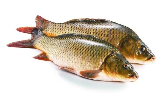 我国常见淡水鱼十八种