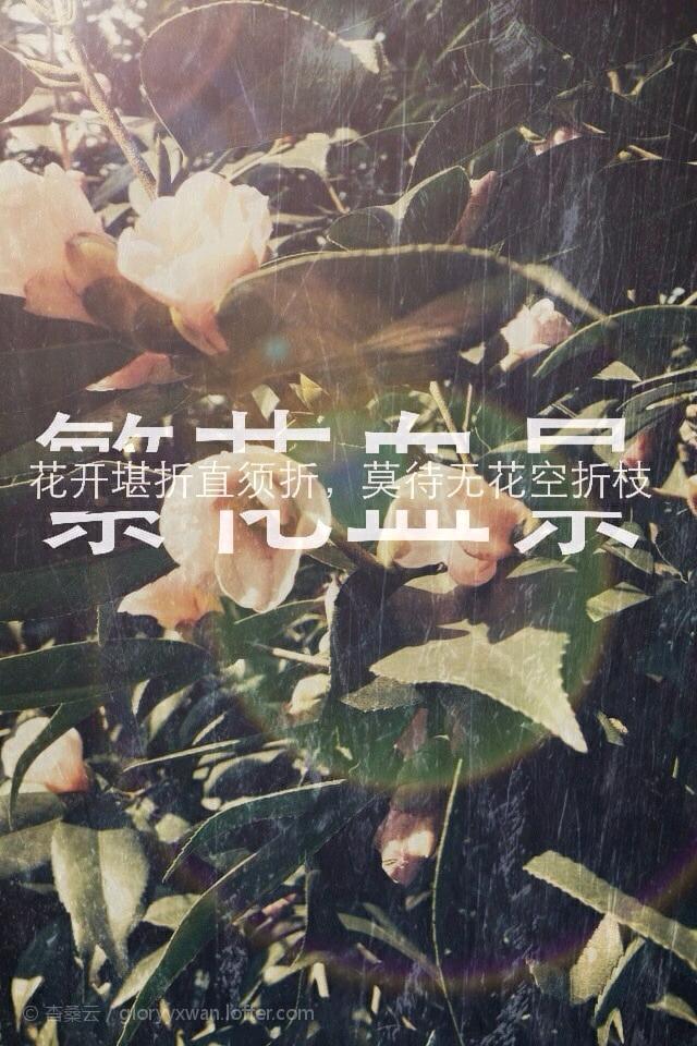 有花堪折直须折 莫待无花空折枝是什么意思 该如何理解 佛学知识网