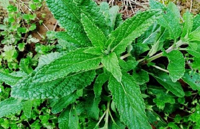 名称蛤蟆草异名细叠子草药用紫草科斑种草属植物斑种草bothriospermum