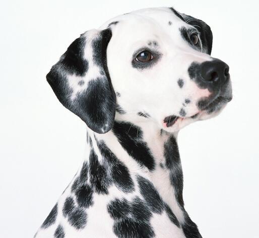 白狗黑斑点是什么狗