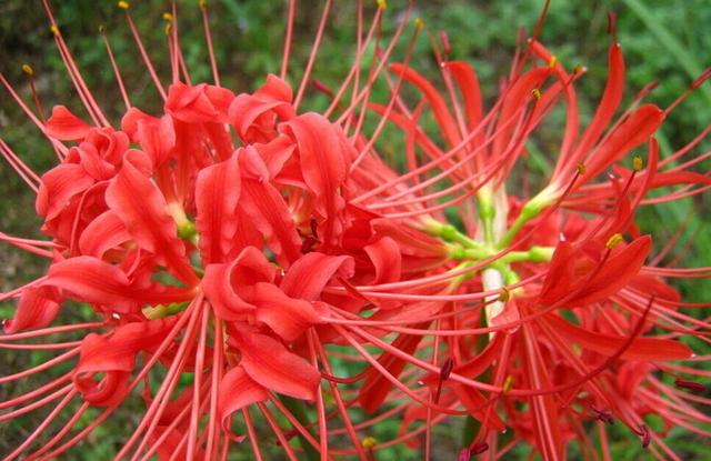 曼珠沙华是地狱之花吗 为什么要叫地狱之花呢 最佳呆