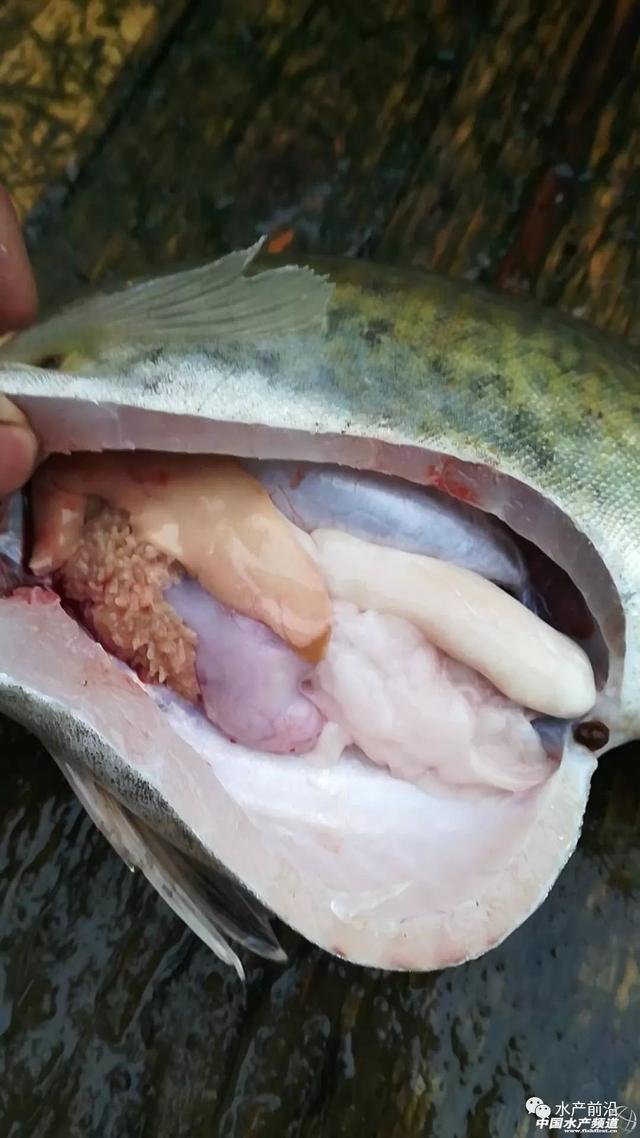 桂花鱼养殖条件(桂花鱼养殖利润)