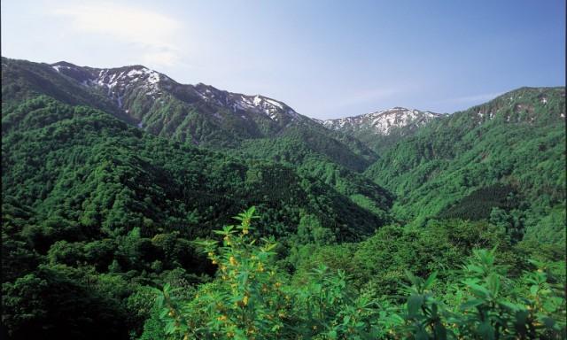 体验日本最大的天然森林博物馆-白神山地