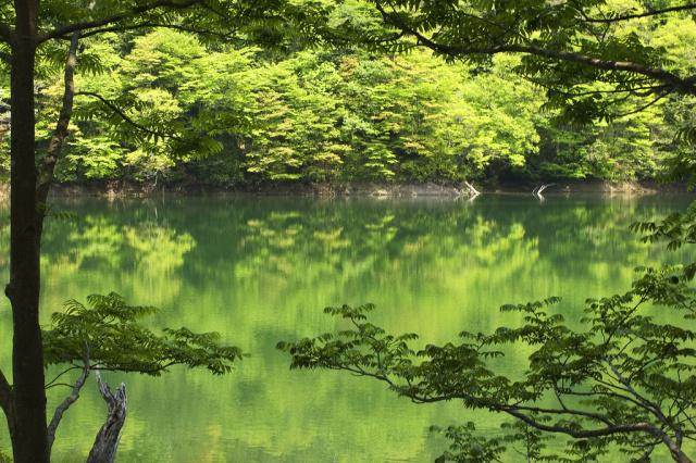 体验日本最大的天然森林博物馆-白神山地
