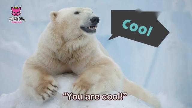 北极熊用英语怎么说(北极熊的英文单词)