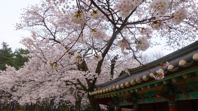 我们去看世界——出发思密达： 2016年4月韩国庆州釜山镇海赏樱花