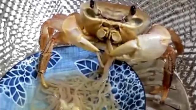 小螃蟹吃什么食物