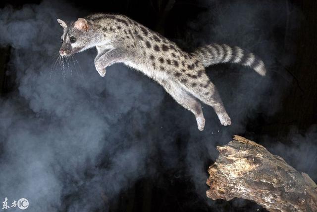 香猫多少钱斑点香猫多钱一只