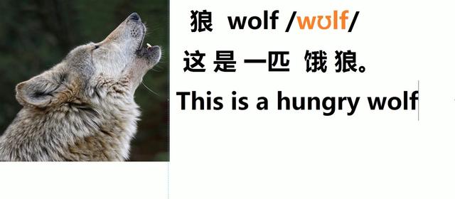 wolf什么意思(wolf什么意思中文翻译)