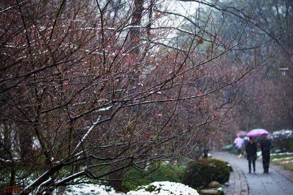 迎着极寒天气，杭州灵峰踏雪寻梅