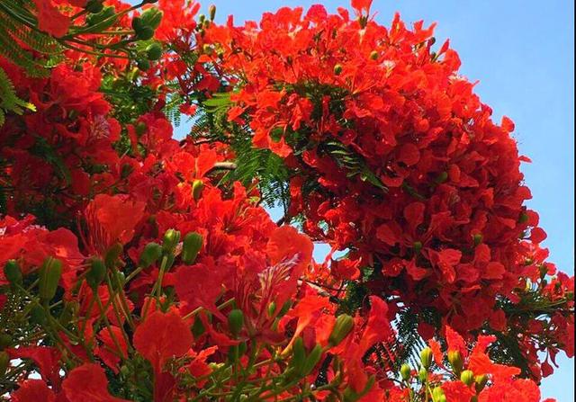 漳州南洋楹(南洋楹木)