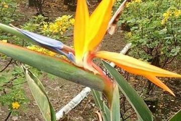 紫芳草繁殖方法 养殖知识网